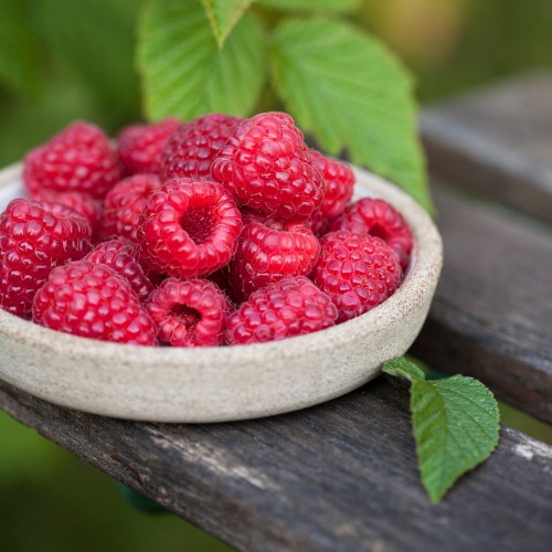 Rubus idaeus 'Summer Lovers® Garden Red' - Harilik vaarikas 'Summer Lovers® Garden Red' C1,5/1,5L